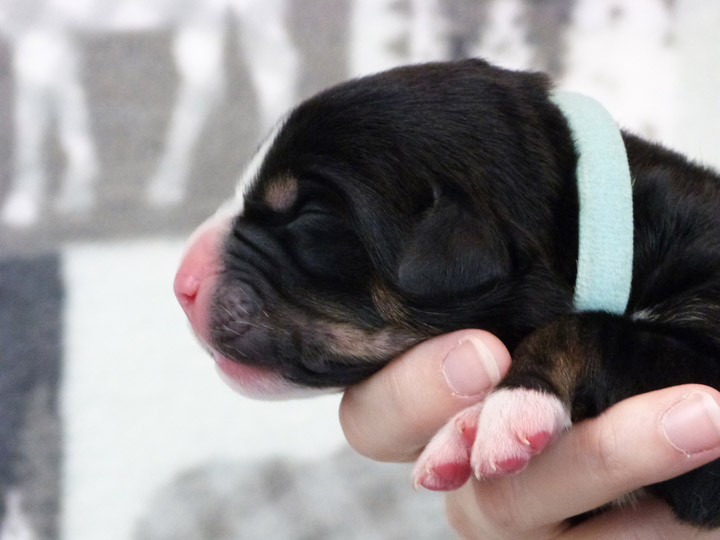 chinook puppy